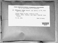 Polyporus ovinus image